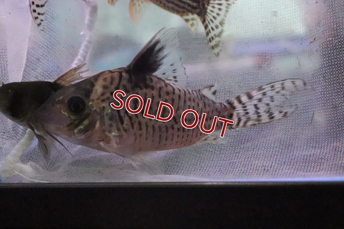 画像6: 【淡水魚】爆安 コリドラス おまかせ販売【1匹 サンプル画像】(コリドラス)(生体)(熱帯魚)NKCR (6)