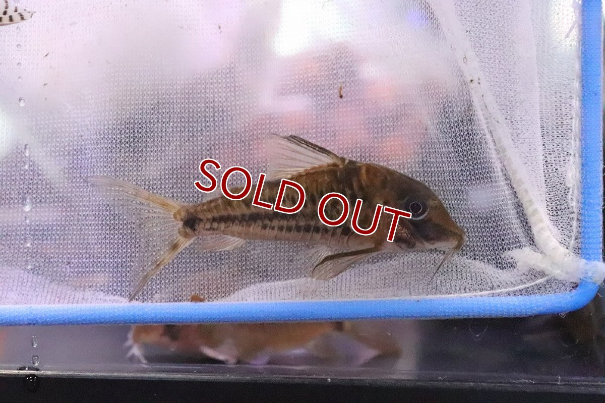 画像7: 【淡水魚】爆安 コリドラス おまかせ販売【1匹 サンプル画像】(コリドラス)(生体)(熱帯魚)NKCR (7)