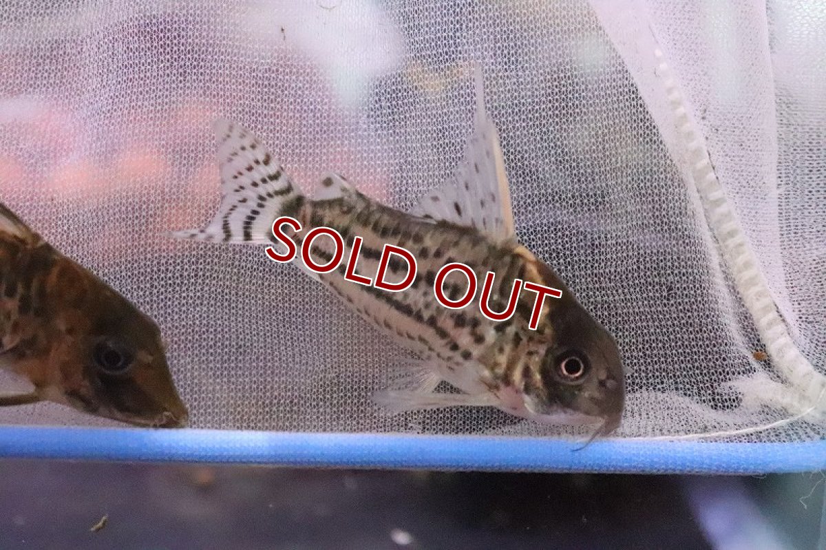 画像8: 【淡水魚】爆安 コリドラス おまかせ販売【1匹 サンプル画像】(コリドラス)(生体)(熱帯魚)NKCR (8)