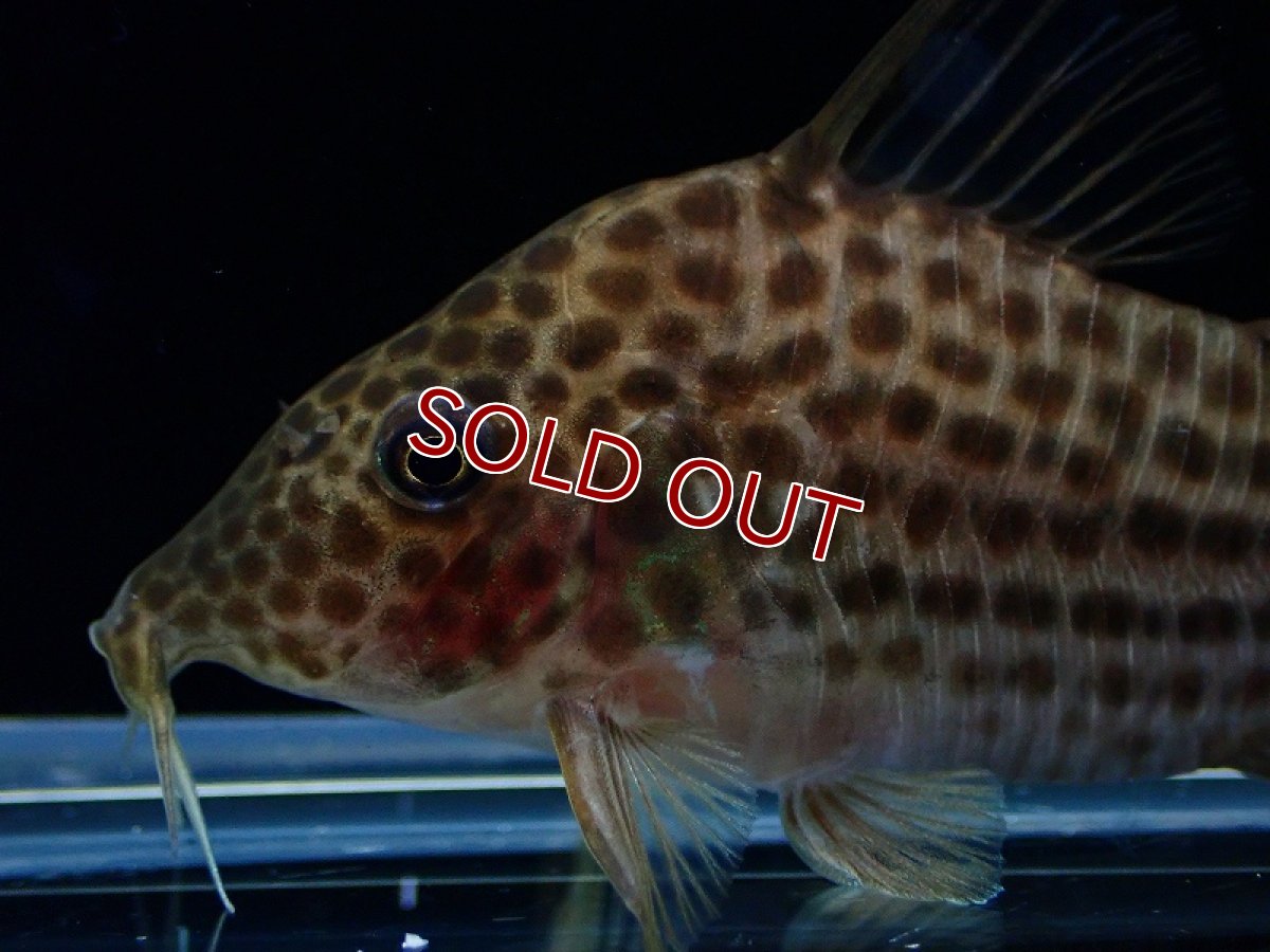 画像2: 【淡水魚】レア種 コリドラス セミロングノーズ ラージスポットアラグアイエンシス リオクリスタリーノ産1匹 サンプル画像（生体）（熱帯魚）NKCR (2)