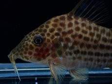 画像2: 【淡水魚】【通販】レア種 コリドラス セミロングノーズ ラージスポットアラグアイエンシス リオクリスタリーノ産1匹 サンプル画像（生体）（熱帯魚）NKCR (2)