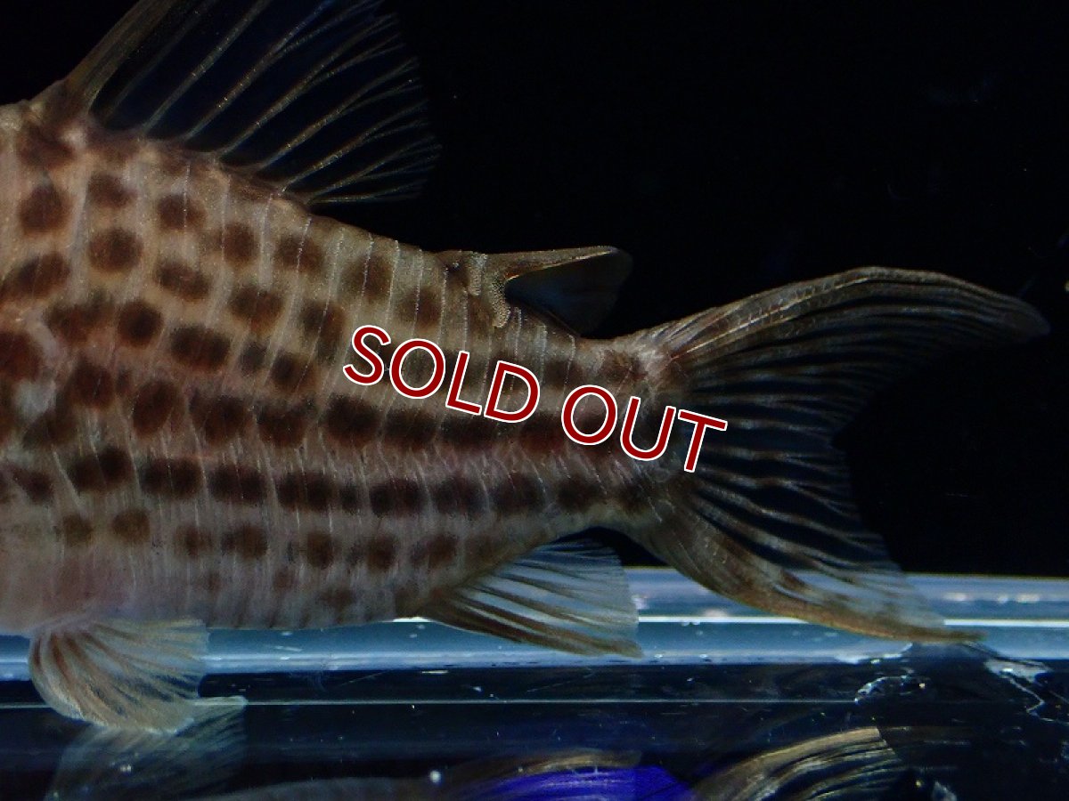 画像3: 【淡水魚】レア種 コリドラス セミロングノーズ ラージスポットアラグアイエンシス リオクリスタリーノ産1匹 サンプル画像（生体）（熱帯魚）NKCR (3)