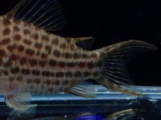 画像3: 【淡水魚】【通販】レア種 コリドラス セミロングノーズ ラージスポットアラグアイエンシス リオクリスタリーノ産1匹 サンプル画像（生体）（熱帯魚）NKCR (3)