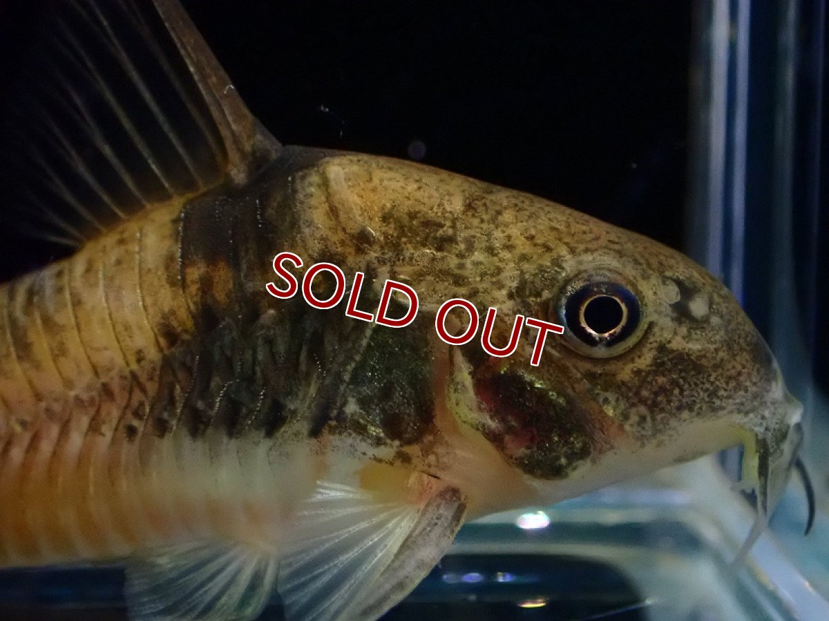 画像2: 【淡水魚】レア種 コリドラス エーハルディ ワイルド【1匹 サンプル画像】(±5-6cm)（コリドラス）（生体）（熱帯魚）NKCR (2)