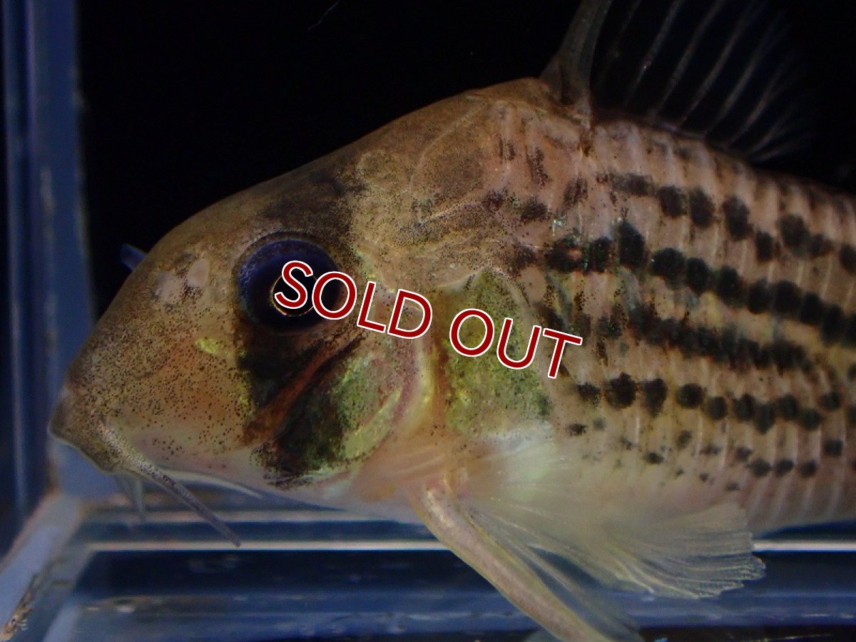 画像2: 【淡水魚】コリドラス オスデッカー ワイルド【1匹 サンプル画像】(±4-5cm)（コリドラス）（生体）（熱帯魚）NKCR (2)