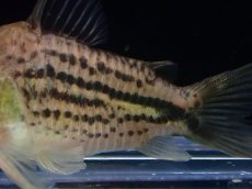 画像3: 【淡水魚】【通販】コリドラス オスデッカー ワイルド【1匹 サンプル画像】(±4-5cm)（コリドラス）（生体）（熱帯魚）NKCR (3)