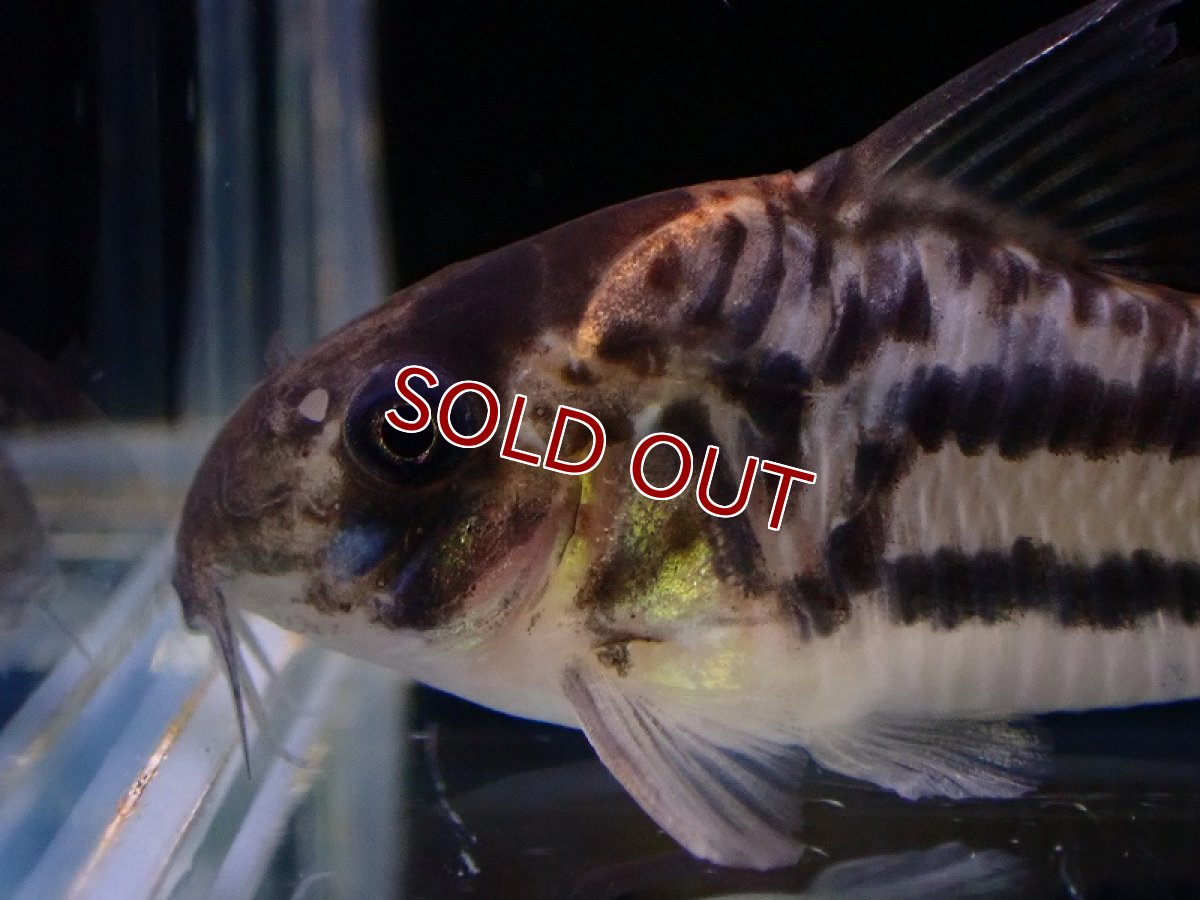 画像2: 【淡水魚】大特価 コリドラス オルナータス【1匹 サンプル画像】(±4cm)（コリドラス）（生体）（熱帯魚）NKCR (2)