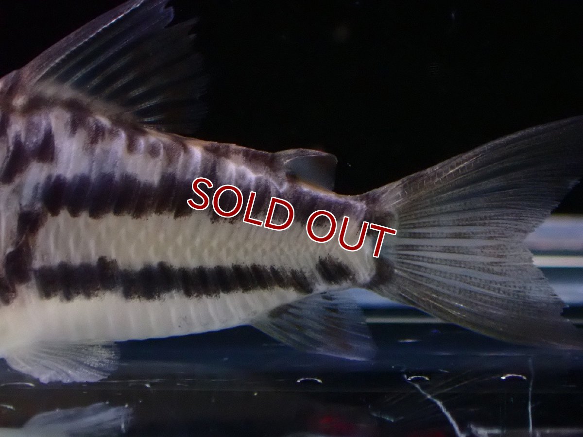 画像3: 【淡水魚】大特価 コリドラス オルナータス【1匹 サンプル画像】(±4cm)（コリドラス）（生体）（熱帯魚）NKCR (3)