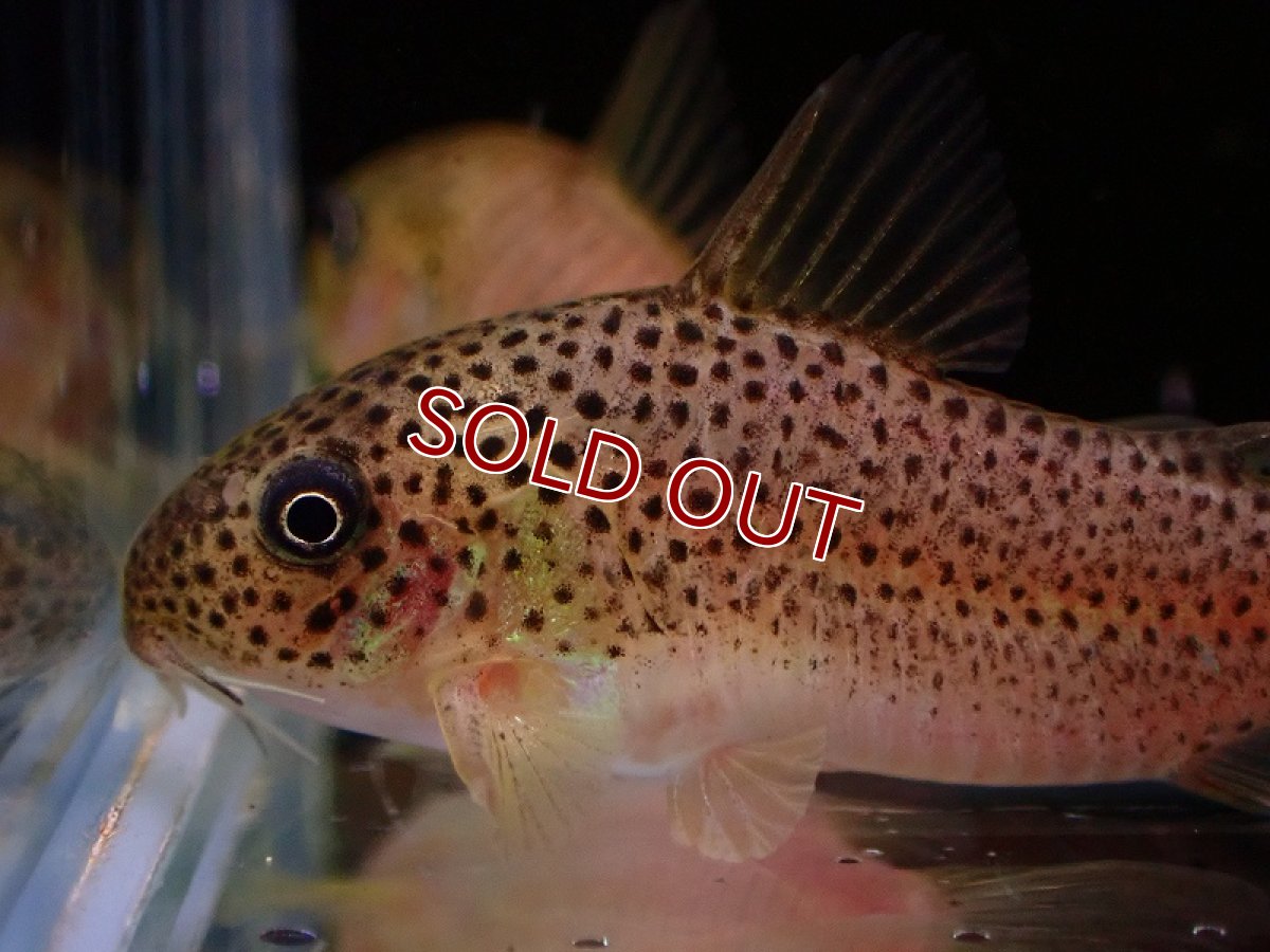 画像2: 【淡水魚】激レア コリドラス ニューオリビア【1匹 サンプル画像】(±3.5cm)(コリドラス)(生体)(熱帯魚)NKCR (2)