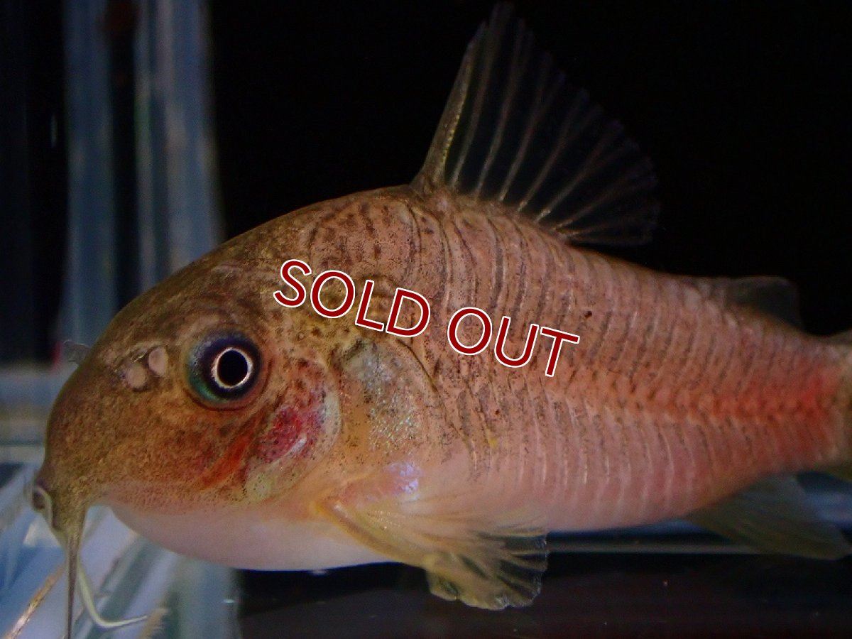 画像3: 【淡水魚】激レア コリドラス ニューオリビア【1匹 サンプル画像】(±3.5cm)(コリドラス)(生体)(熱帯魚)NKCR (3)