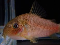 画像3: 【淡水魚】【通販】激レア コリドラス ニューオリビア【1匹 サンプル画像】(±3.5cm)（コリドラス）（生体）（熱帯魚）NKCR (3)