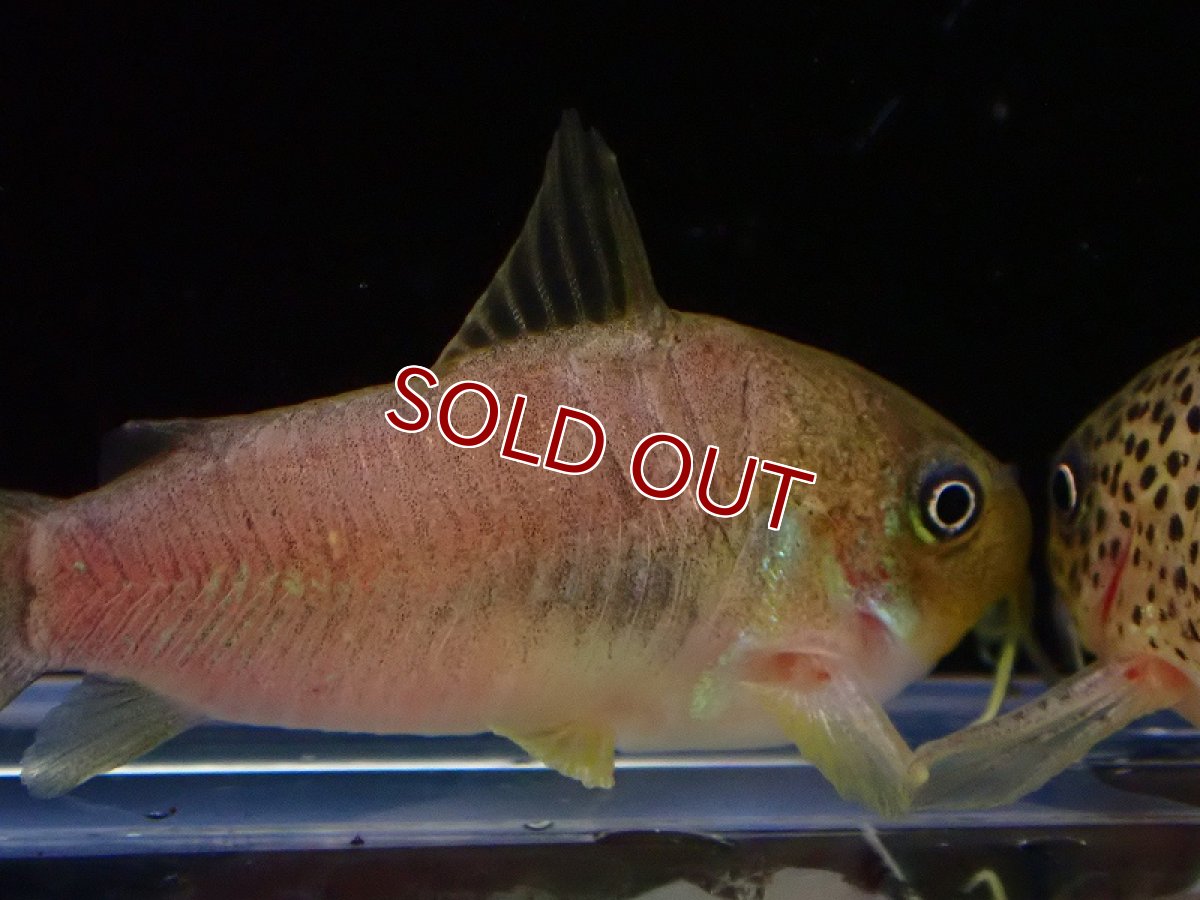 画像4: 【淡水魚】激レア コリドラス ニューオリビア【1匹 サンプル画像】(±3.5cm)(コリドラス)(生体)(熱帯魚)NKCR (4)