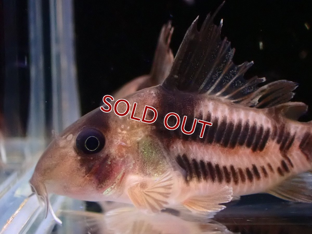 画像2: 【淡水魚】大特価 極太タイプ コリドラス スーパーアンチェスター【1匹 サンプル画像】(±3-4cm)（コリドラス）（生体）（熱帯魚）NKCR (2)