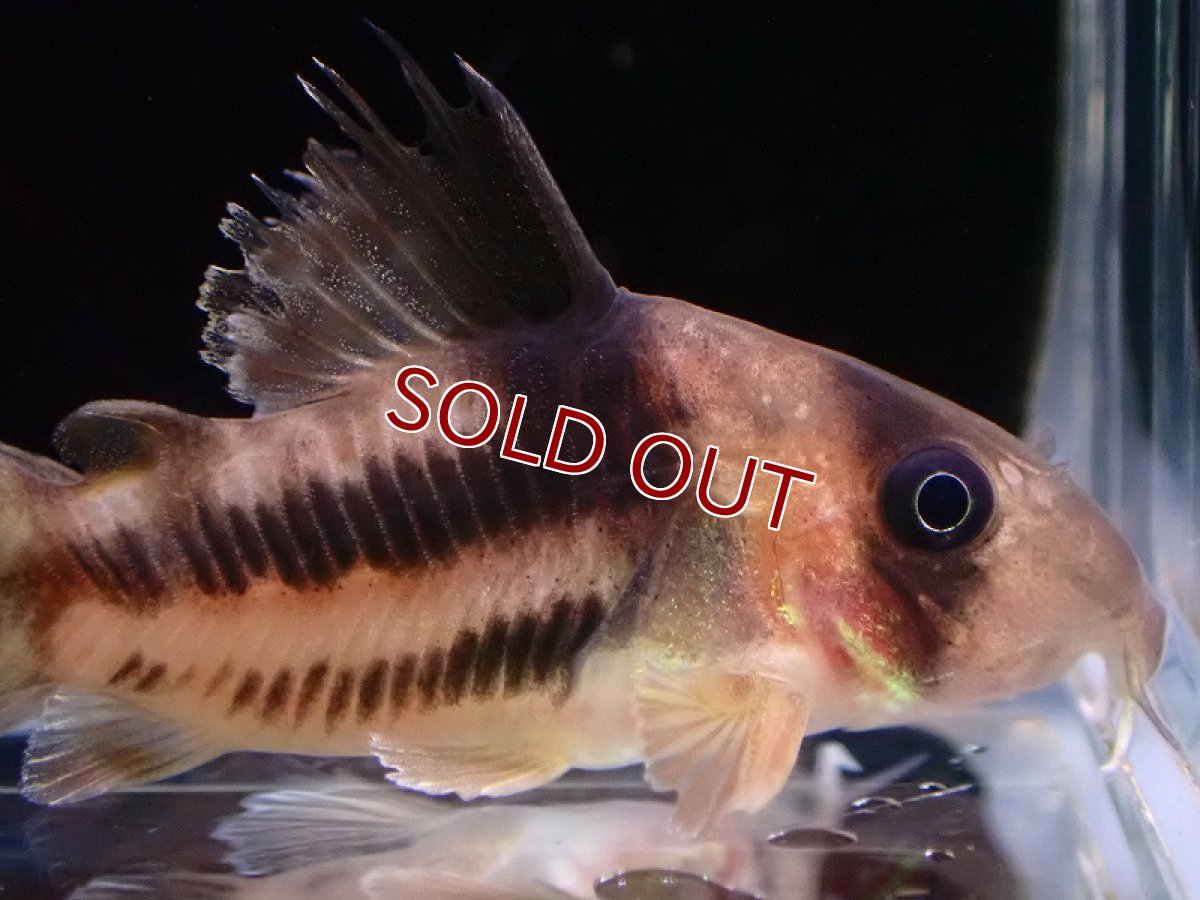 画像3: 【淡水魚】大特価 極太タイプ コリドラス スーパーアンチェスター【1匹 サンプル画像】(±3-4cm)（コリドラス）（生体）（熱帯魚）NKCR (3)