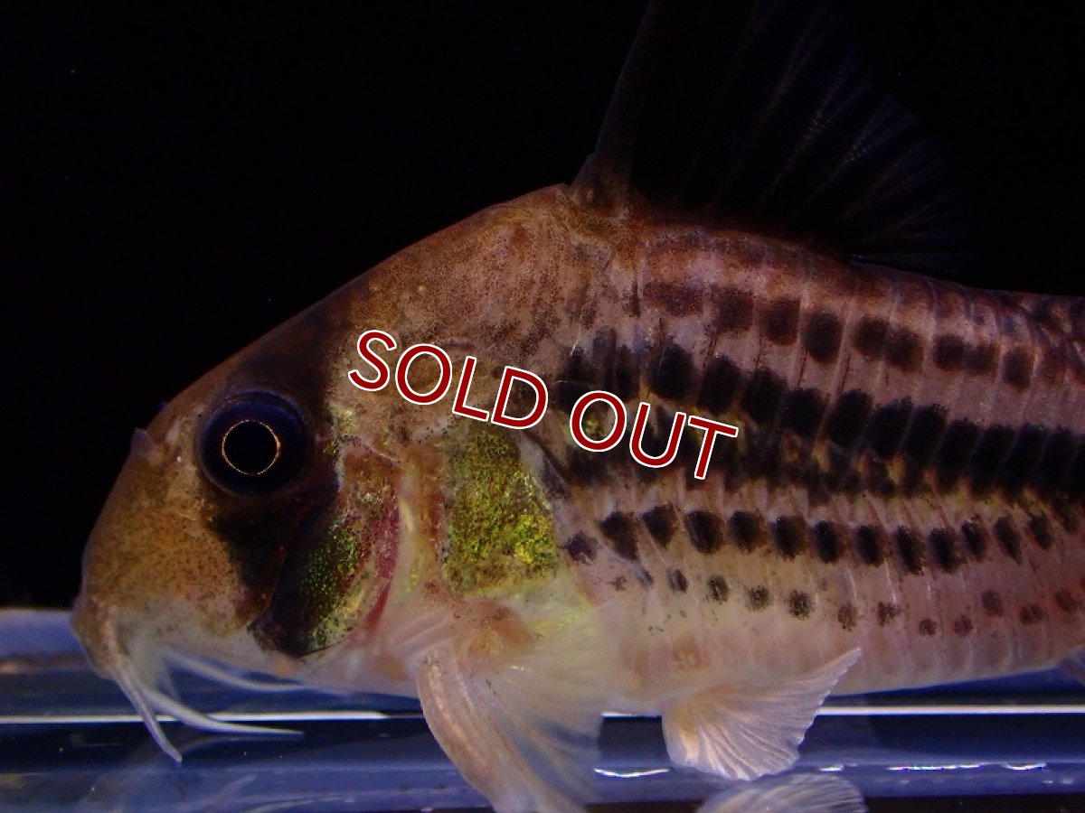 画像2: 【淡水魚】コリドラス デッケリー(テンテンアクセルロディ)ワイルド【1匹 サンプル画像】(±5cm)（コリドラス）（生体）（熱帯魚）NKCR (2)