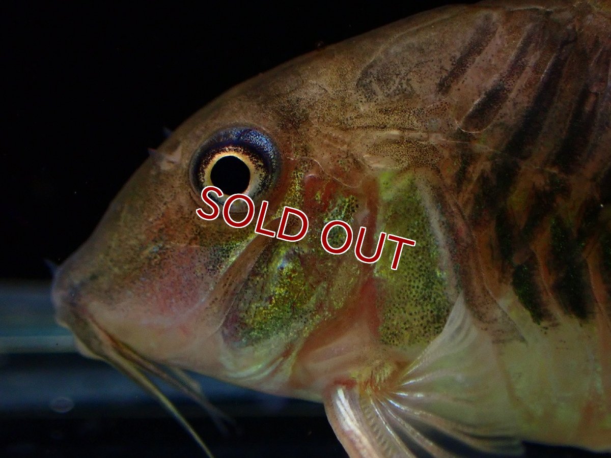 画像2: 【淡水魚】コリドラス sp パンドロ ワイルド【1匹 サンプル画像】(±7cm)（コリドラス）（生体）（熱帯魚）NKCR (2)