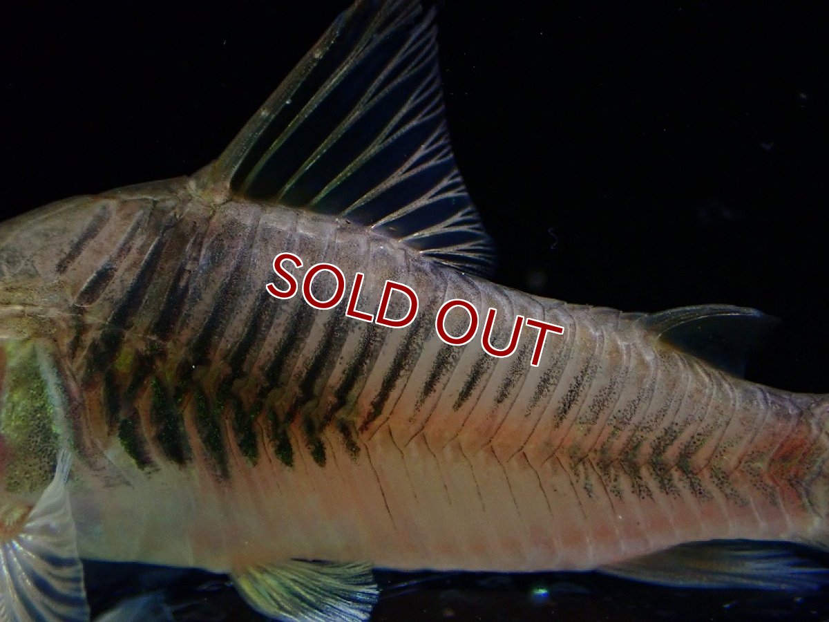 画像3: 【淡水魚】コリドラス sp パンドロ ワイルド【1匹 サンプル画像】(±7cm)（コリドラス）（生体）（熱帯魚）NKCR (3)