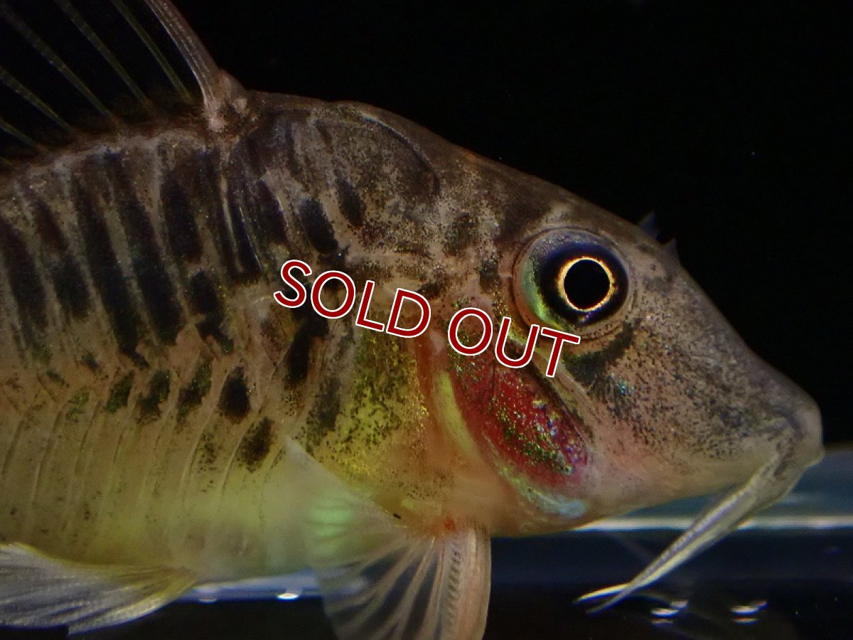 画像2: 【淡水魚】コリドラス sp ペルーロング ワイルド【1匹 サンプル画像】(±5-6cm)（コリドラス）（生体）（熱帯魚）NKCR (2)