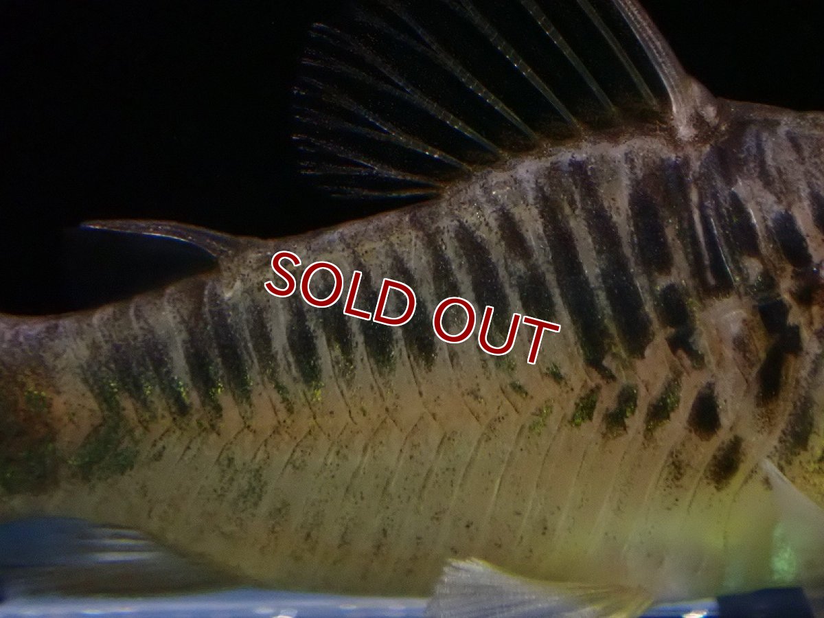 画像3: 【淡水魚】コリドラス sp ペルーロング ワイルド【1匹 サンプル画像】(±5-6cm)（コリドラス）（生体）（熱帯魚）NKCR (3)