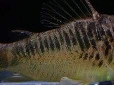 画像3: 【淡水魚】【通販】コリドラス sp ペルーロング ワイルド【1匹 サンプル画像】(±5-6cm)（コリドラス）（生体）（熱帯魚）NKCR (3)