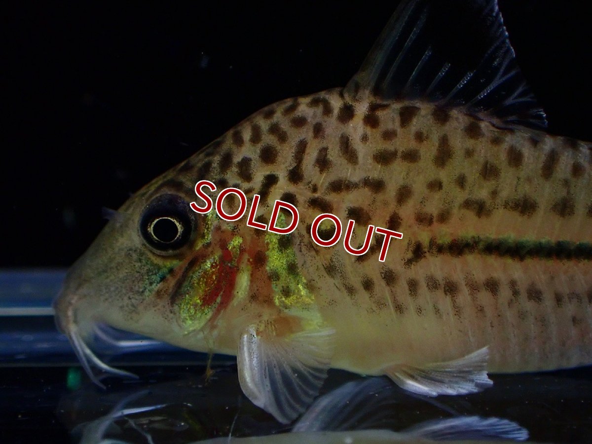 画像2: 【淡水魚】コリドラス ゴメズ ワイルド【1匹 サンプル画像】(±4-5cm)（コリドラス）（生体）（熱帯魚）NKCR (2)