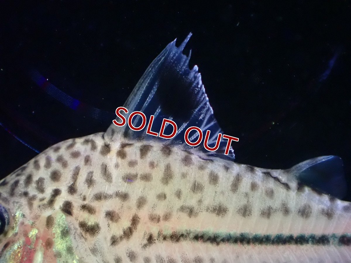 画像3: 【淡水魚】コリドラス ゴメズ ワイルド【1匹 サンプル画像】(±4-5cm)（コリドラス）（生体）（熱帯魚）NKCR (3)