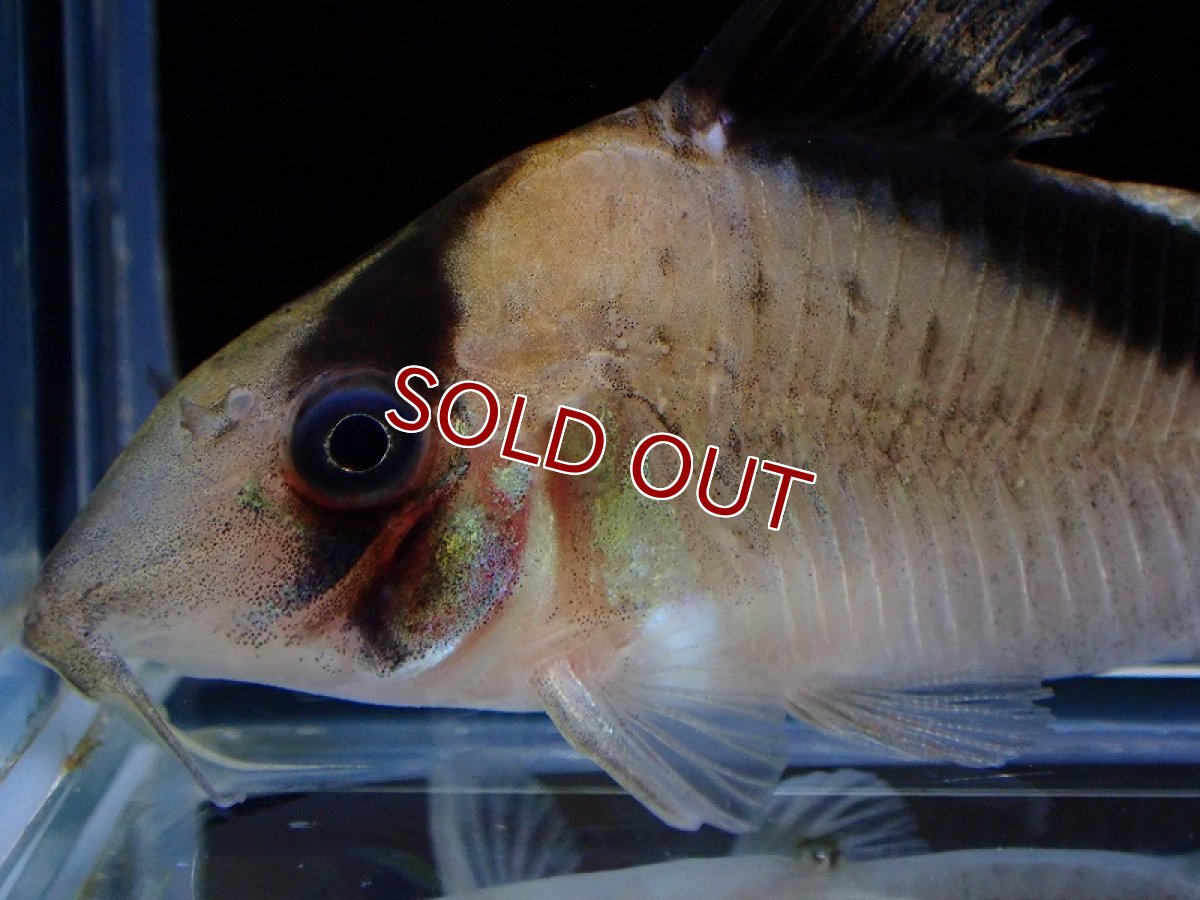 画像2: 【淡水魚】レア種 コリドラス スポッテッドメガメタエ ワイルド【1匹 サンプル画像】(±5cm)（コリドラス）（生体）（熱帯魚）NKCR (2)