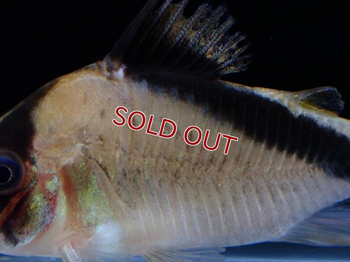 画像3: 【淡水魚】レア種 コリドラス スポッテッドメガメタエ ワイルド【1匹 サンプル画像】(±5cm)（コリドラス）（生体）（熱帯魚）NKCR (3)