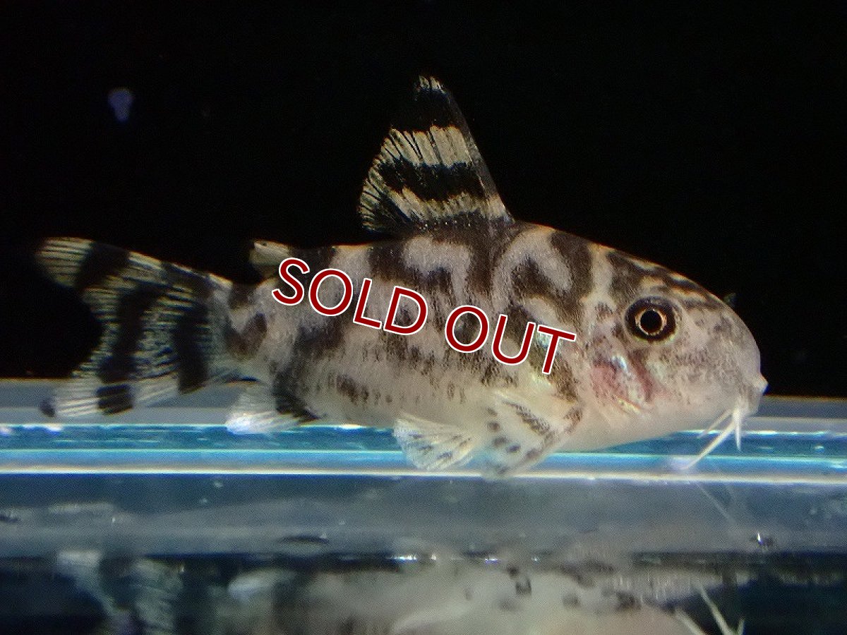 画像1: 【淡水魚】【通販】予約中 ８月２日入荷予定 大特価 コリドラス ゼブリーナ CW-111 F-1【1匹 サンプル画像】(±2.5-3cm（生体）（熱帯魚）NKCR (1)