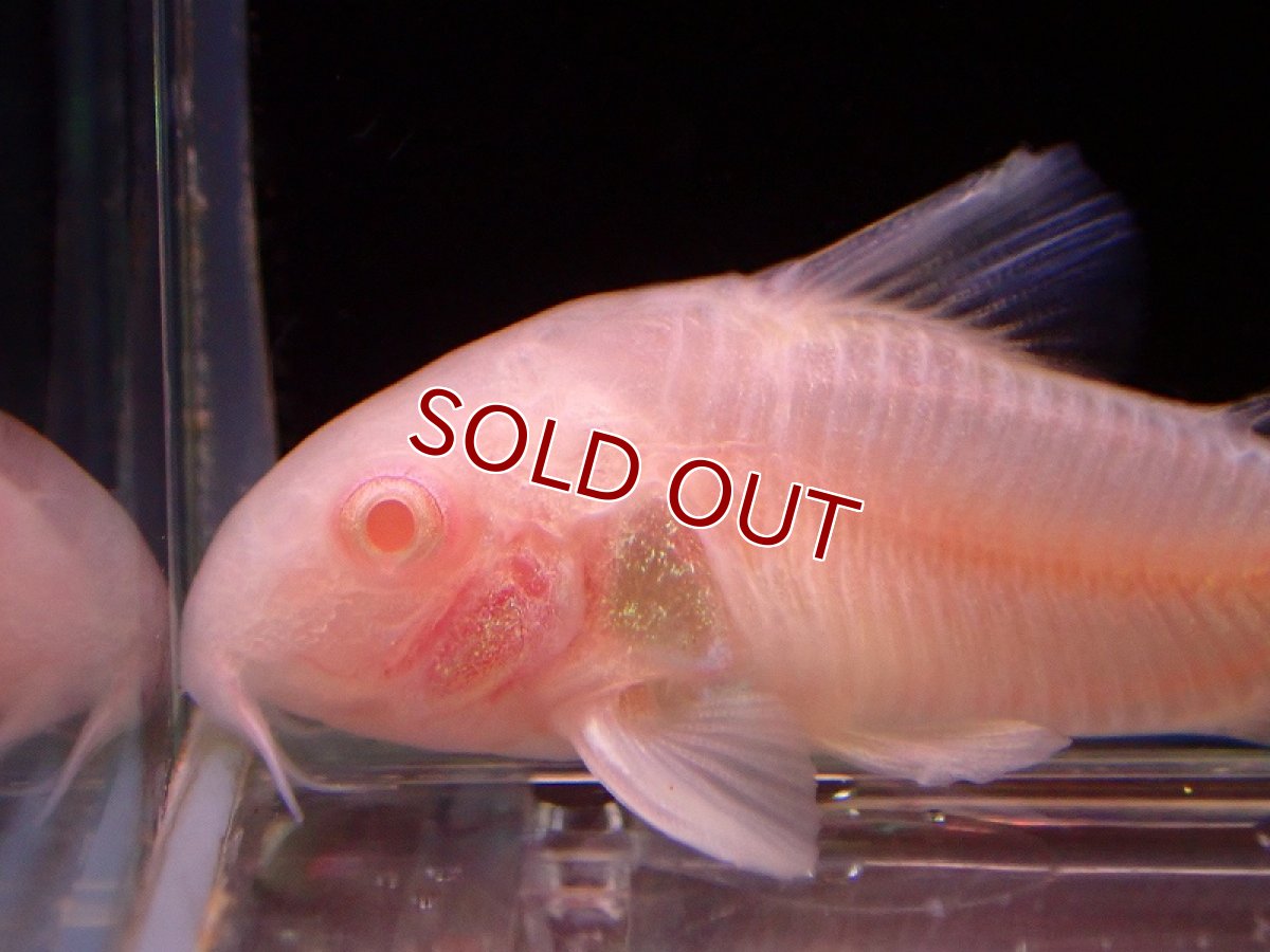 画像2: 【淡水魚】レア種 アルビノ コリドラス パンダ【1匹 サンプル画像】(±3-4cm)（コリドラス）（生体）（熱帯魚）NKCR (2)