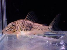 画像1: 【淡水魚】【通販】レア種 コリドラス サラレエンシス ワイルド【1匹 サンプル画像】(±5-6cm)（コリドラス）（生体）（熱帯魚）NKCR (1)