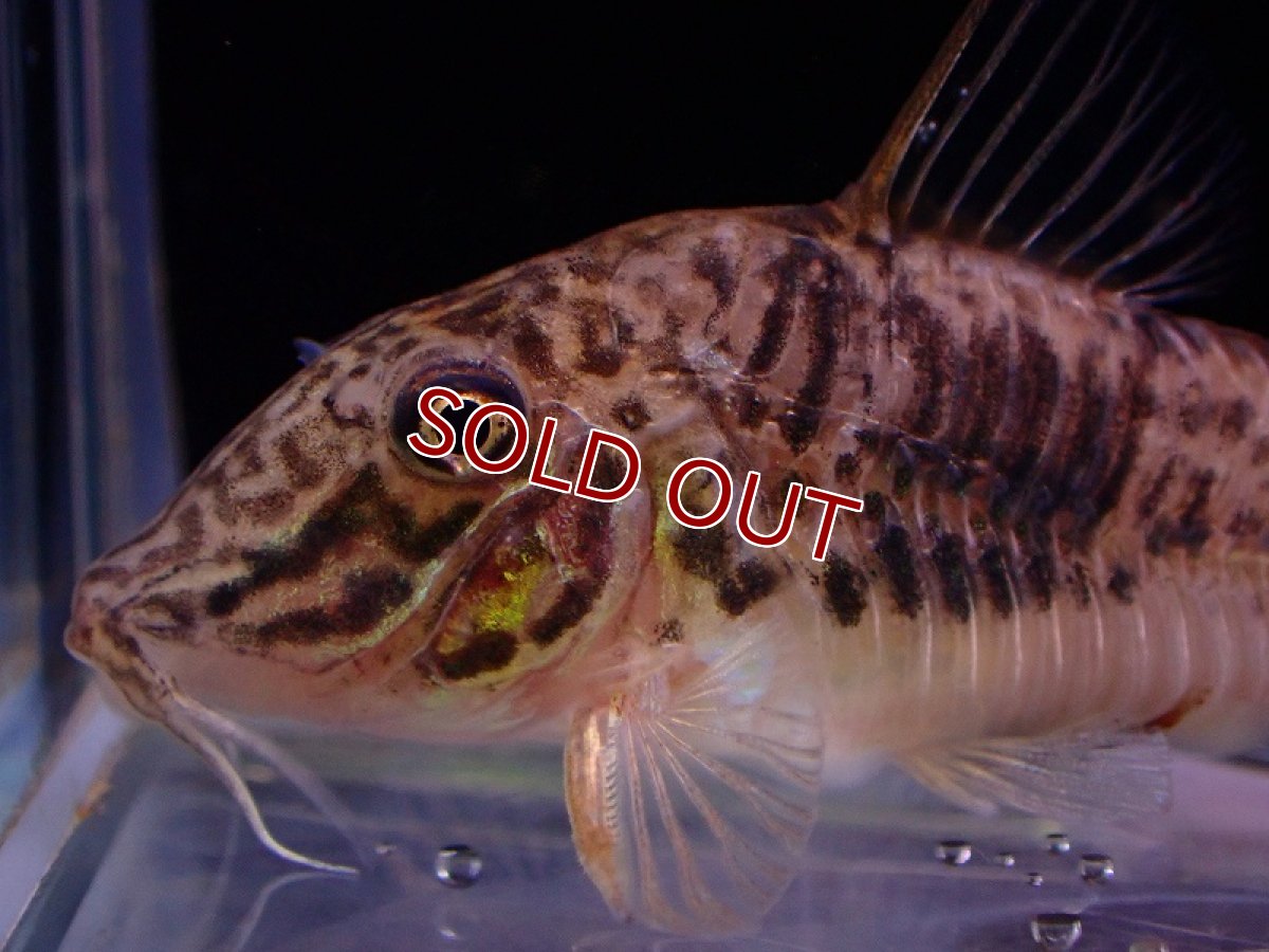 画像2: 【淡水魚】レア種 コリドラス サラレエンシス ワイルド【1匹 サンプル画像】(±5-6cm)（コリドラス）（生体）（熱帯魚）NKCR (2)