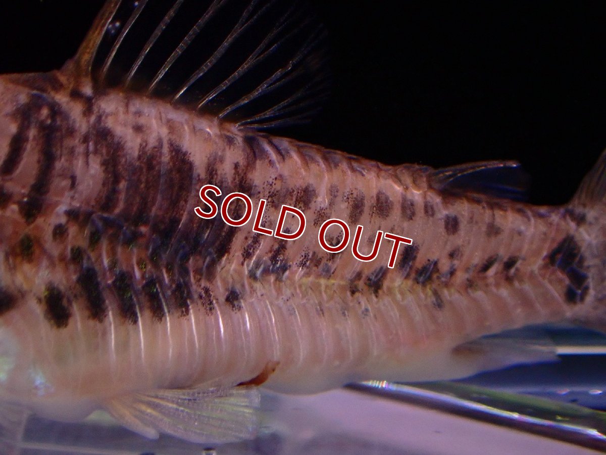 画像3: 【淡水魚】レア種 コリドラス サラレエンシス ワイルド【1匹 サンプル画像】(±5-6cm)（コリドラス）（生体）（熱帯魚）NKCR (3)