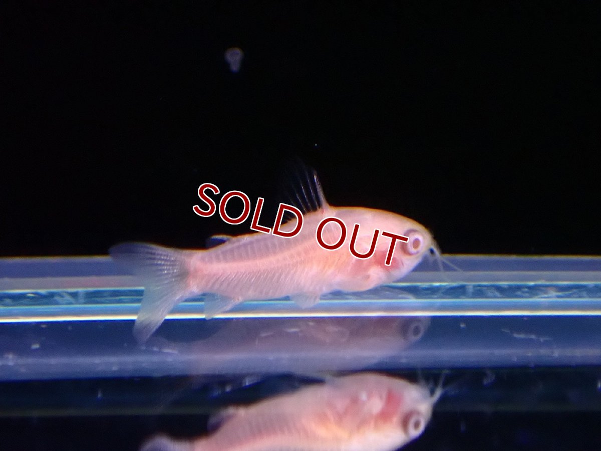 画像2: 【ウィンターセール 10％OFF対象商品】【淡水魚】【通販】コリドラス アルビノ ピグミー【1匹 サンプル画像】（コリドラス）（生体）（熱帯魚）NKO (2)