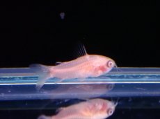 画像2: 【淡水魚】【通販】爆安 新種 コリドラス アルビノ ピグミー【1匹 サンプル画像】（コリドラス）（生体）（熱帯魚）NKO (2)