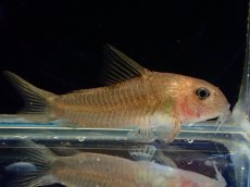 画像1: 【淡水魚】【通販】レア種 コリドラス ホワイトヴィクトリア ワイルド【1匹 サンプル画像】（コリドラス）（生体）（熱帯魚）NKCR (1)