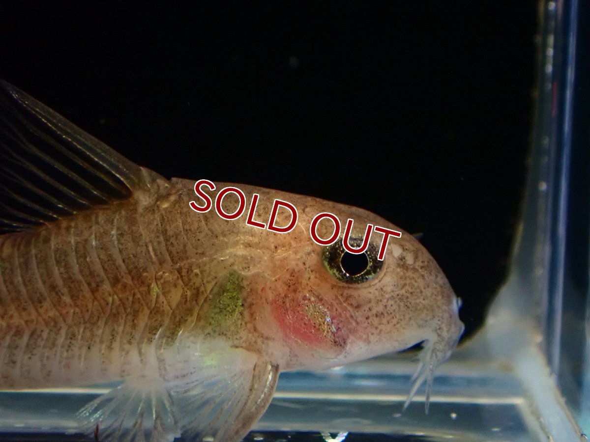 画像2: 【淡水魚】レア種 コリドラス ホワイトヴィクトリア ワイルド【1匹 サンプル画像】（コリドラス）（生体）（熱帯魚）NKCR (2)