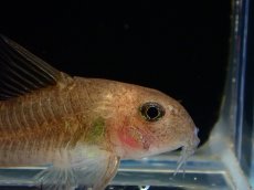 画像2: 【淡水魚】【通販】レア種 コリドラス ホワイトヴィクトリア ワイルド【1匹 サンプル画像】（コリドラス）（生体）（熱帯魚）NKCR (2)