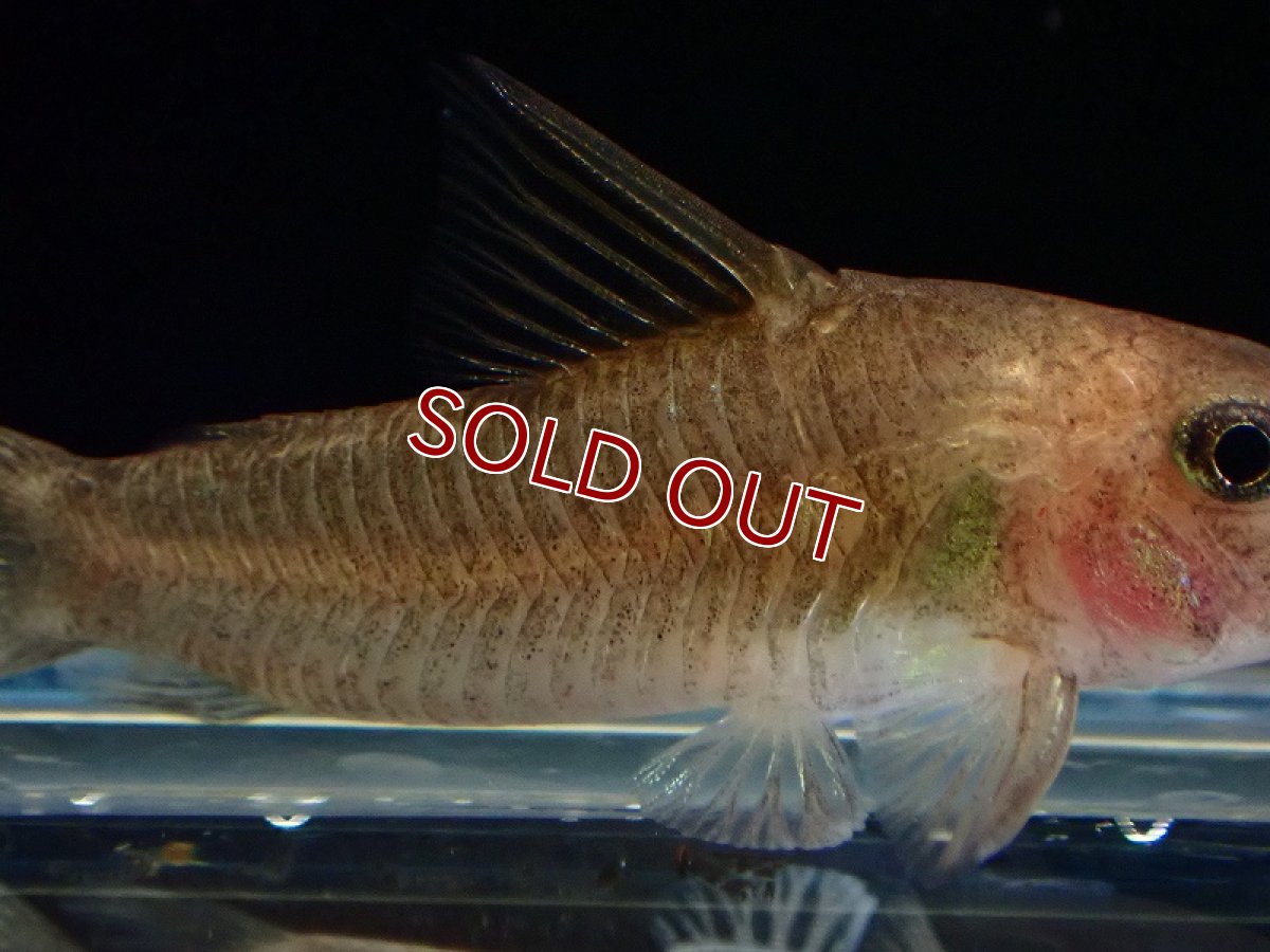 画像3: 【淡水魚】レア種 コリドラス ホワイトヴィクトリア ワイルド【1匹 サンプル画像】（コリドラス）（生体）（熱帯魚）NKCR (3)