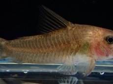 画像3: 【淡水魚】【通販】レア種 コリドラス ホワイトヴィクトリア ワイルド【1匹 サンプル画像】（コリドラス）（生体）（熱帯魚）NKCR (3)