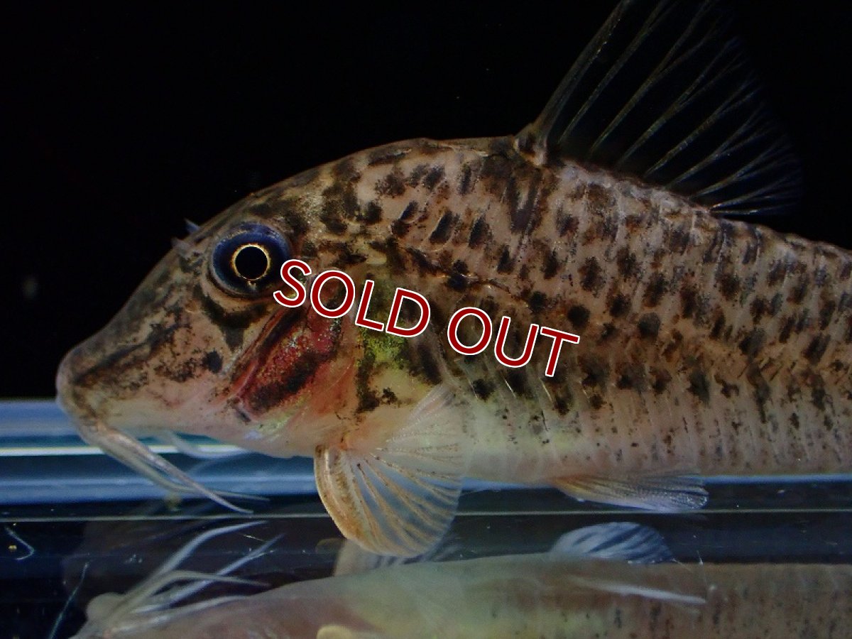 画像2: 【淡水魚】【通販】売り切りセール 新種 コリドラス sp コーヘゴ イガラッペ コーヘゴ産 ワイルド【1匹 サンプル画像（生体）（熱帯魚）NK (2)