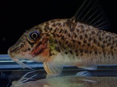 画像2: 【淡水魚】【通販】売り切りセール 新種 コリドラス sp コーヘゴ イガラッペ コーヘゴ産 ワイルド【1匹 サンプル画像（生体）（熱帯魚）NK (2)