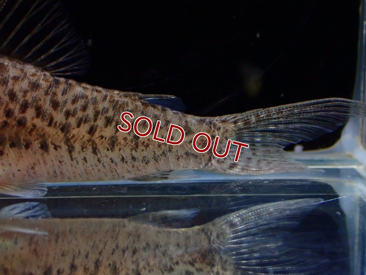 画像3: 【淡水魚】【通販】売り切りセール 新種 コリドラス sp コーヘゴ イガラッペ コーヘゴ産 ワイルド【1匹 サンプル画像（生体）（熱帯魚）NK (3)