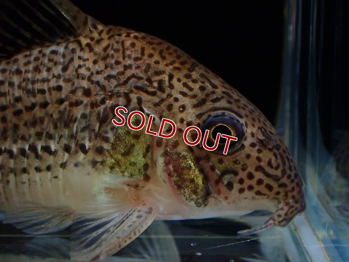 画像2: 【淡水魚】新種 コリドラス sp ジュリア リオ マリマリ産 ワイルド【1匹 サンプル画像】(±5.5cm)（生体）（熱帯魚）NK (2)