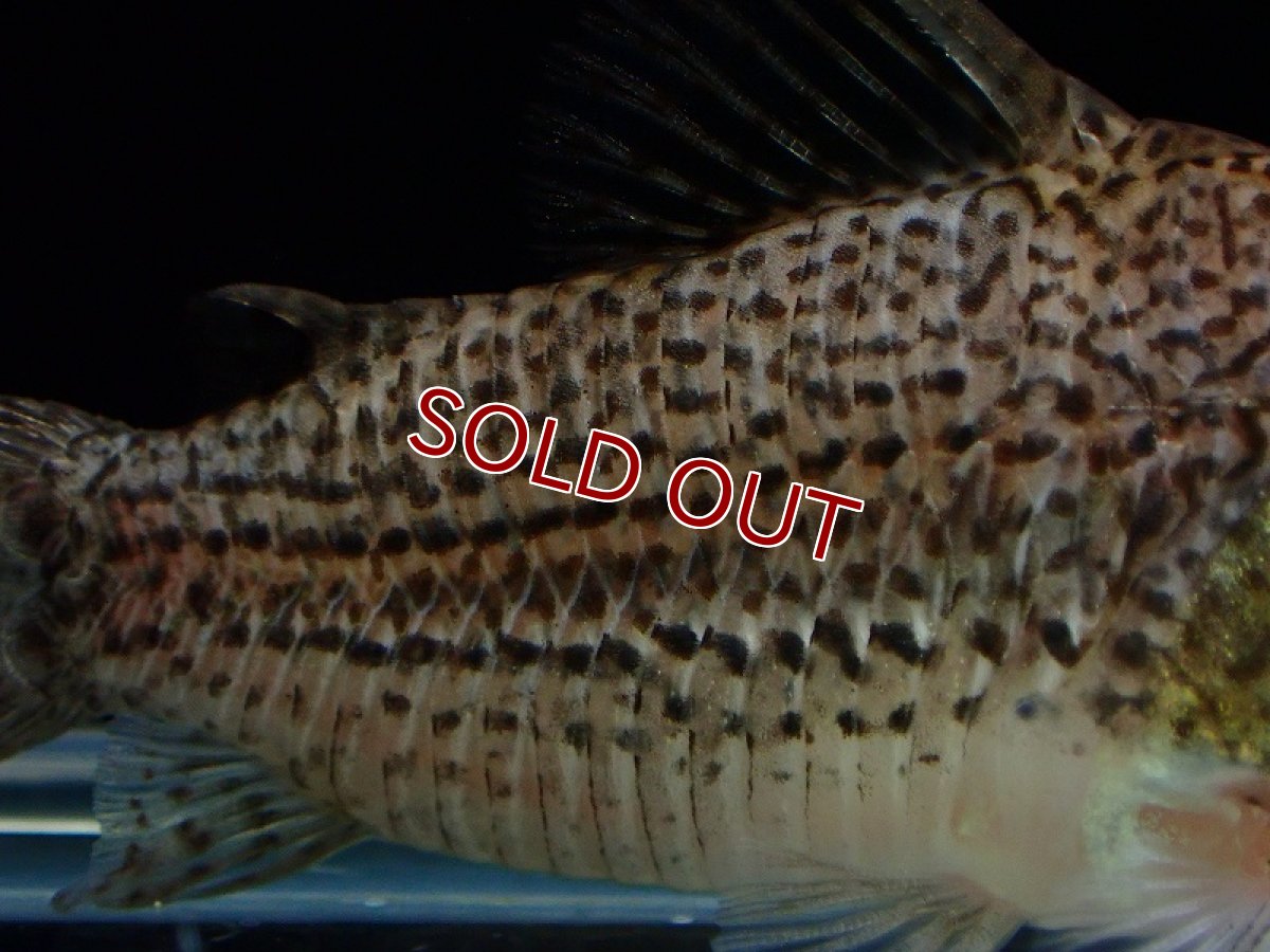 画像3: 【淡水魚】新種 コリドラス sp ジュリア リオ マリマリ産 ワイルド【1匹 サンプル画像】(±5.5cm)（生体）（熱帯魚）NK (3)