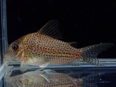 画像1: 【淡水魚】【通販】新種 コリドラス sp ソフィア リオ マリマリ産 ワイルド【1匹 サンプル画像】(±5.5cm)（生体）（熱帯魚）NK (1)