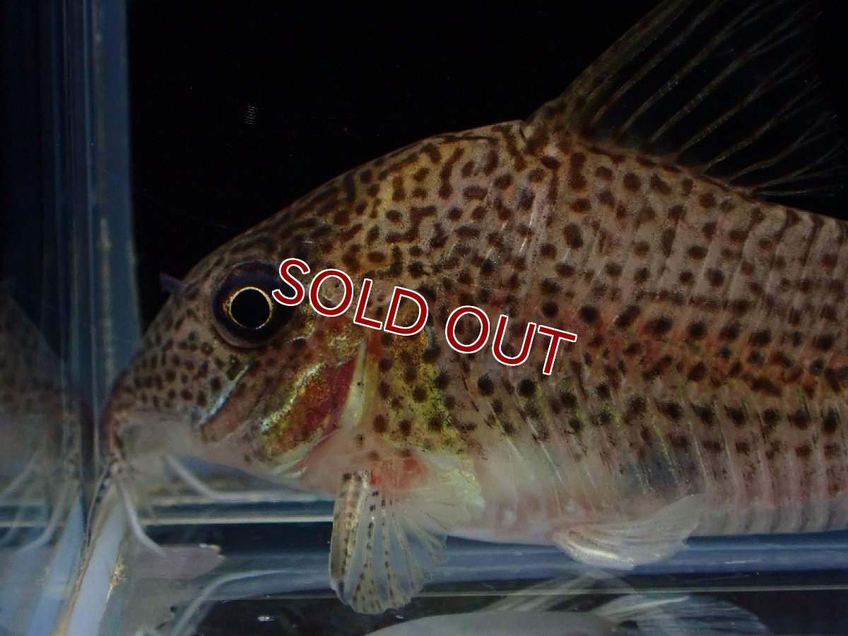 画像2: 【淡水魚】新種 コリドラス sp ソフィア リオ マリマリ産 ワイルド【1匹 サンプル画像】(±5.5cm)（生体）（熱帯魚）NK (2)