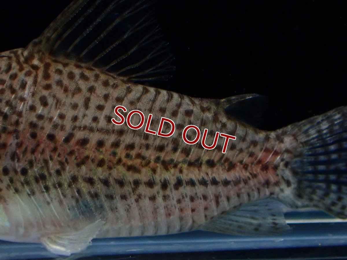 画像3: 【淡水魚】新種 コリドラス sp ソフィア リオ マリマリ産 ワイルド【1匹 サンプル画像】(±5.5cm)（生体）（熱帯魚）NK (3)