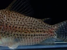画像3: 【淡水魚】【通販】新種 コリドラス sp ソフィア リオ マリマリ産 ワイルド【1匹 サンプル画像】(±5.5cm)（生体）（熱帯魚）NK (3)