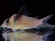 画像1: 【淡水魚】【通販】レア種 コリドラス セミロングノーズ スポットバーゲシー ワイルド【1匹 サンプル画像】(±5cm)（生体）（熱帯魚）NKCR (1)